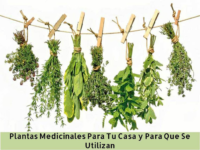 plantas-medicinales-para-tu-casa-y-para-que-se-utilizan