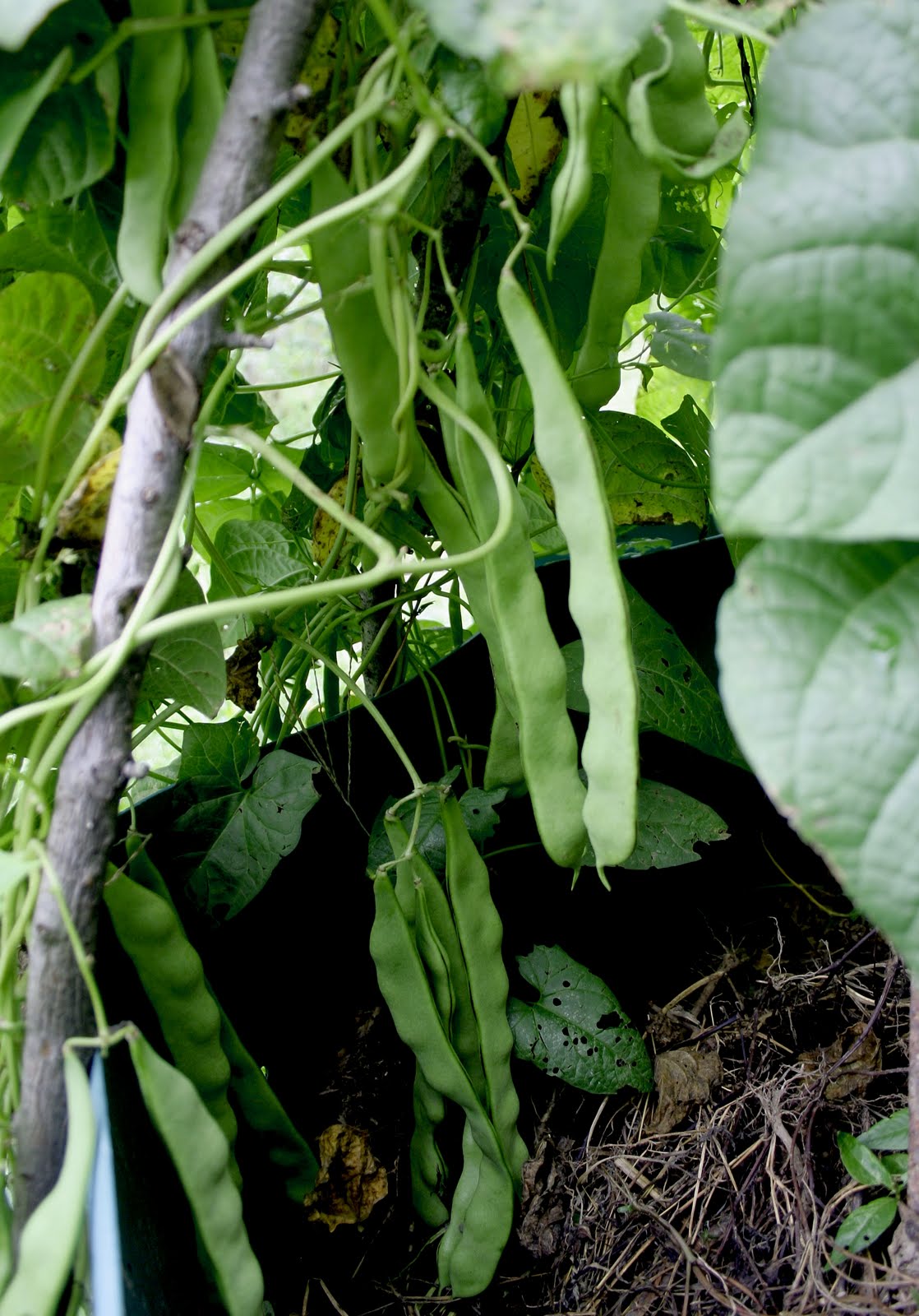 helda pole beans
