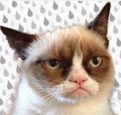 Grumpy Cat