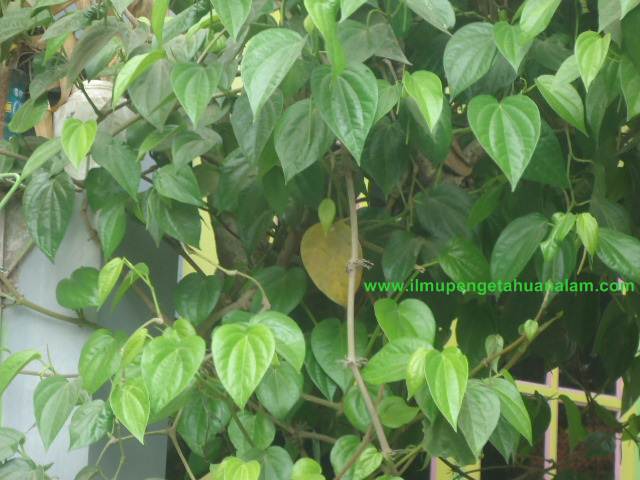 11+ Contoh Tulang Daun Melengkung Materi dan Soal Biologi