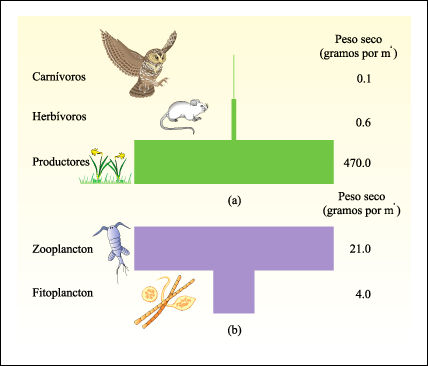 cadenas alimentarias piramides ecologicas etica transformacion del entorno angie uribe mayo 2012 cadenas alimentarias piramides ecologicas etica transformacion del entorno angie uribe mayo 2012