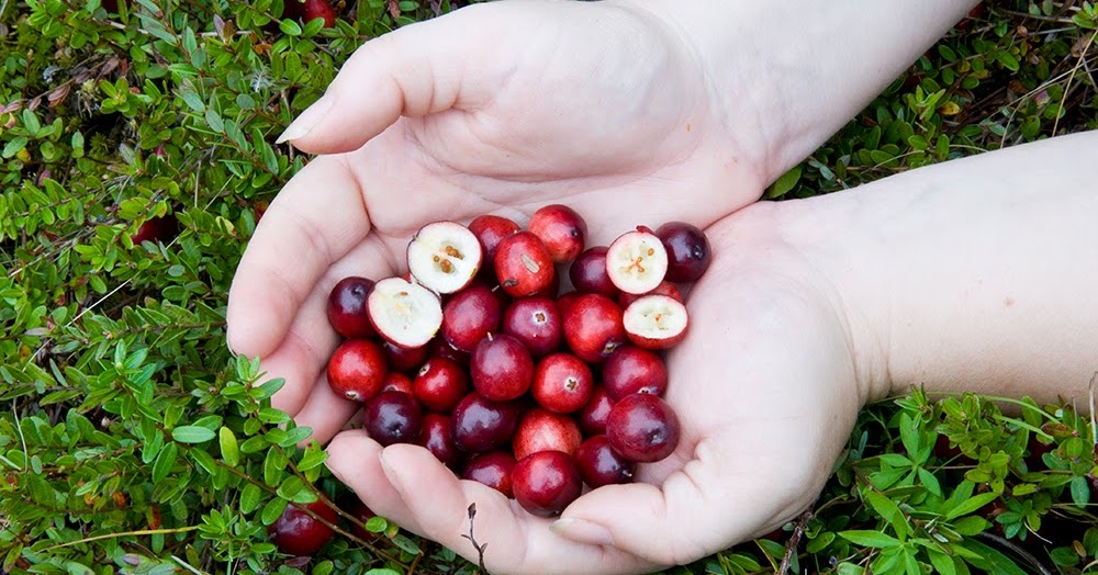 The 3 Foragers Foraging for Wild, Natural, Organic Food Wild