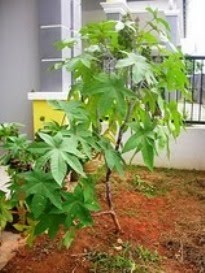 Why cultivate Castor Oil Plant?