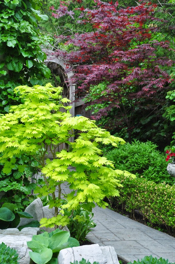 three dogs in a garden japanese maples three dogs in a garden japanese maples