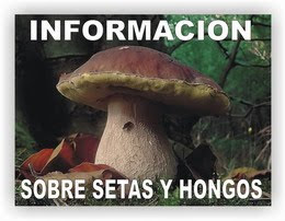 SETAS  Y  HONGOS