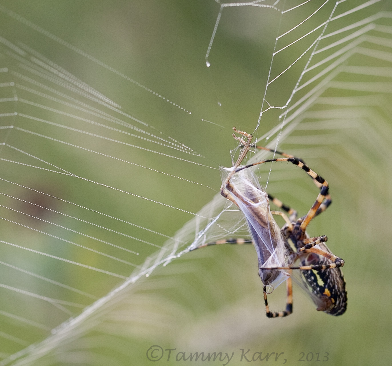 Spider Argyope Lobata in the spider web, hiker observes wasp