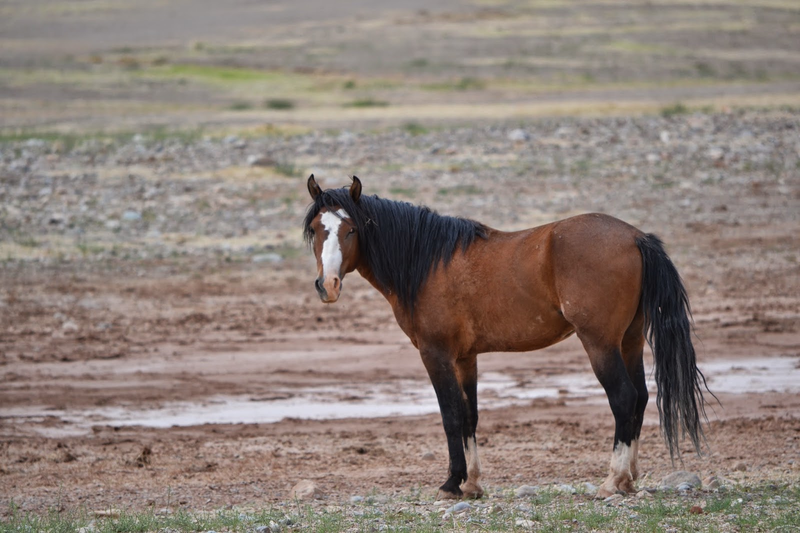 The Good Life.... Meanderings of a happy girl! Wild Horses of the