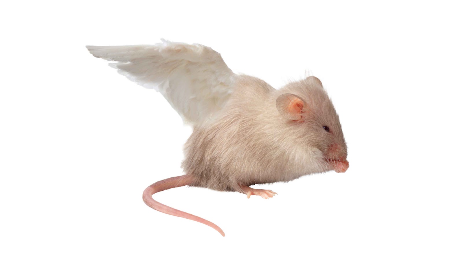 Lemurs, Mongooses and Bats in the Belfry Bats