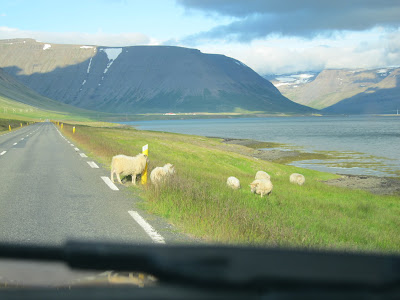 Sheeps in Iceland