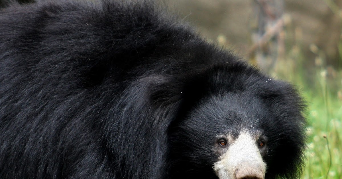 Sloth bear | The Life of Animals