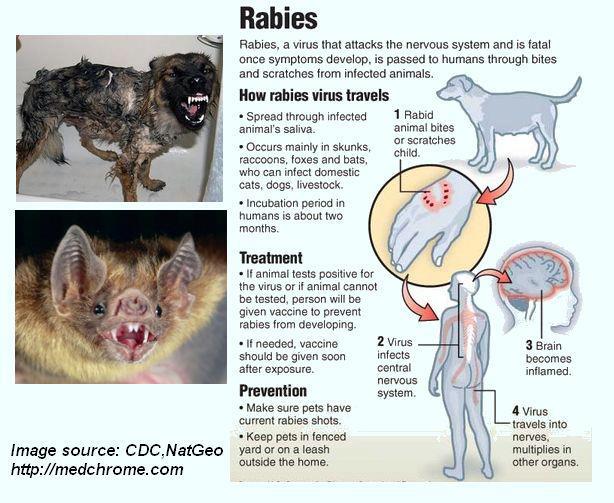 Wat the health WTH [Useful Information] Rabies