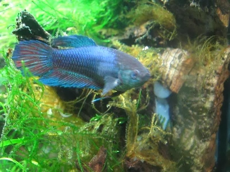 A NIGHT BY THE AQUARIUM: Female Betta