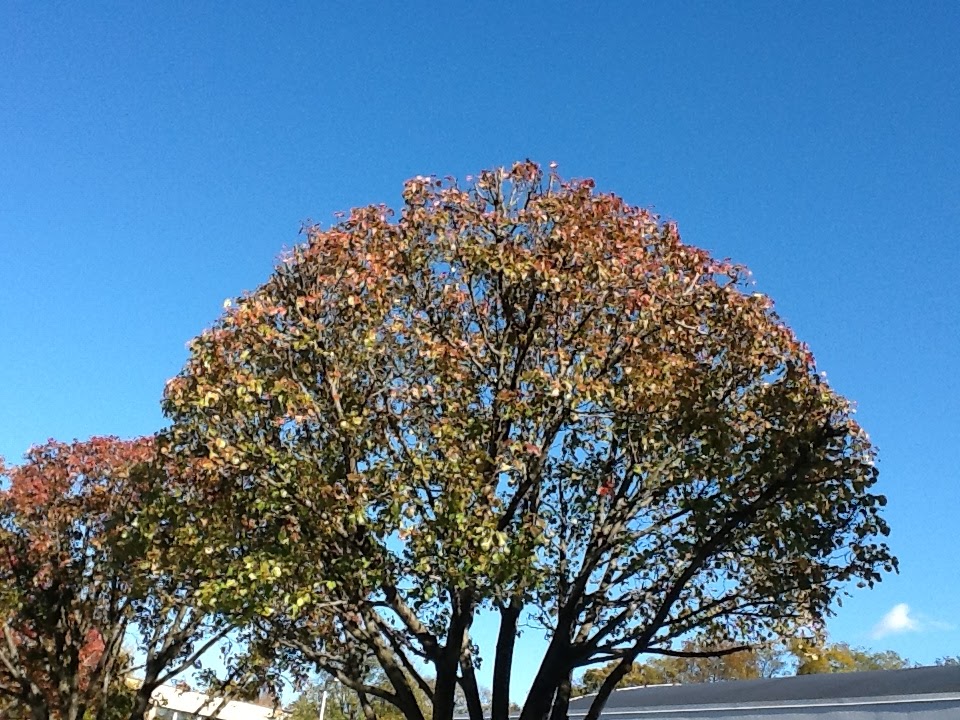 Field Notes What Topped Trees Look Like
