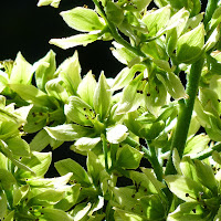 http://wild-flowers-of-europe.blogspot.nl/2014/12/veratrum-album.html