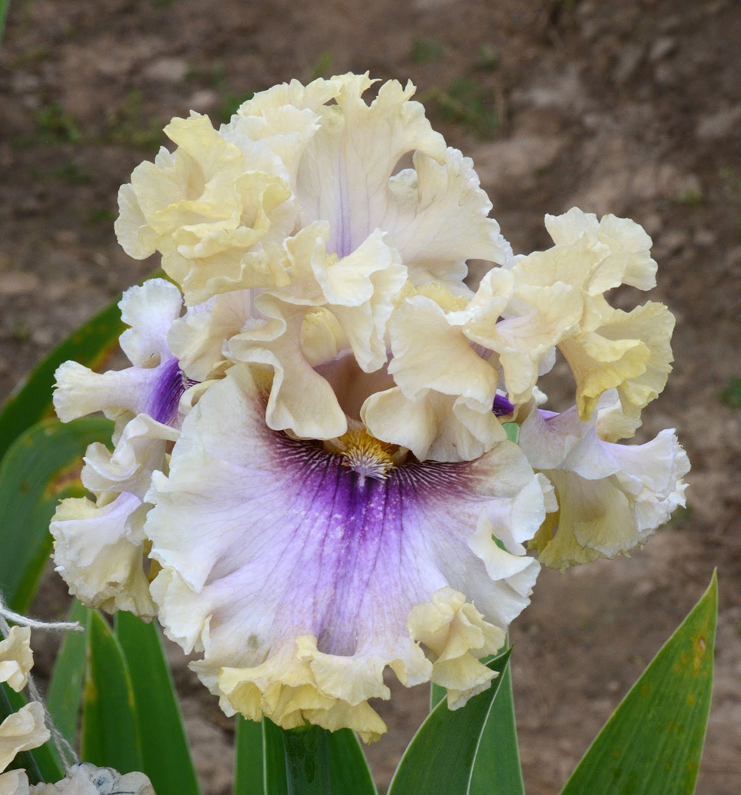 World of Irises December 2015