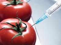 Genetically Modified Foods GMO