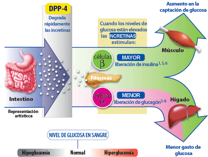Regulacion De La Glucosa Pdf