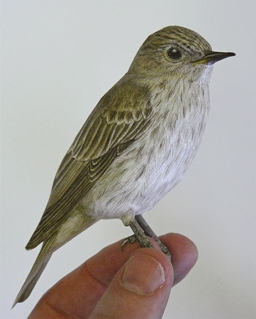 12-Spotted-Flycatcher-Johan-Scherft-Living-Paper-Birds-Sculptures-Watercolours-www-designstack-co