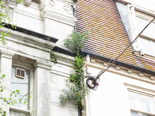 Hart's Tongue Ferns and Buddleia grouwing out from behind drainpipe high on building.