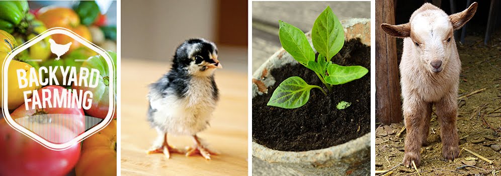 Backyard Farming