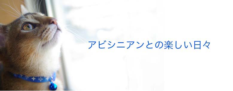 アビシニアンとの楽しい日々
