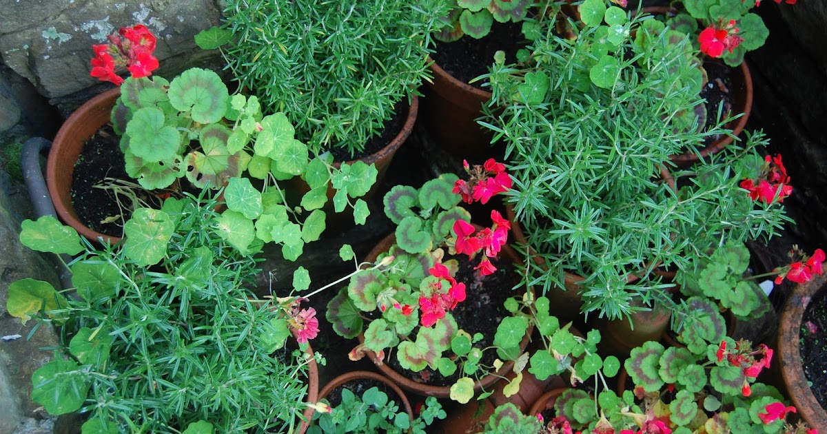 What Does A Garden Mean To You? Part 3 Life on Pig Row