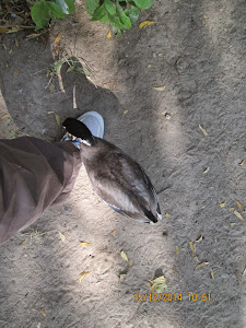 A resort Duck pecking at my shoe laces.