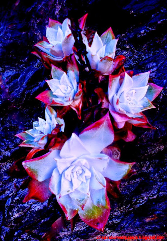 strange flowers Flowers Photo 32600608 Fanpop strange flowers Flowers Photo 32600608 Fanpop