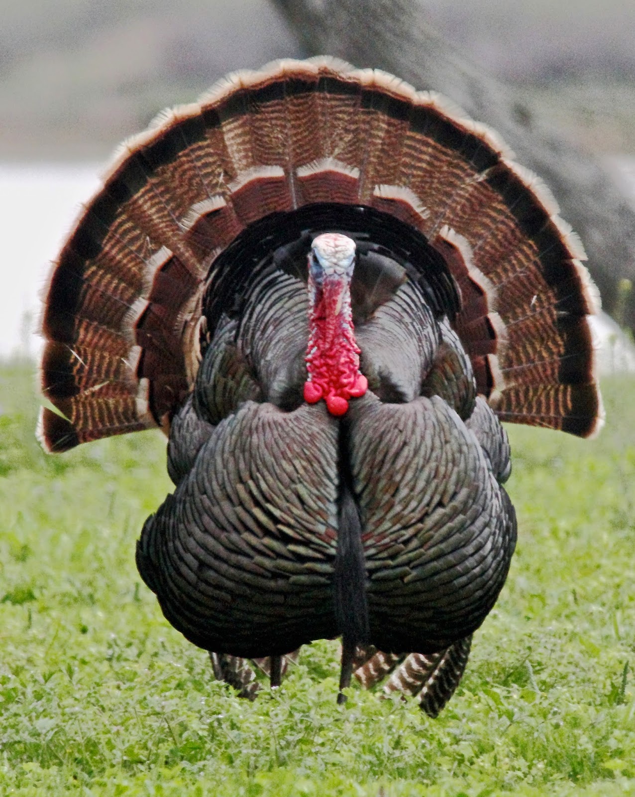 FeedtheBirds 1 Domestic turkey vs. Wild turkey