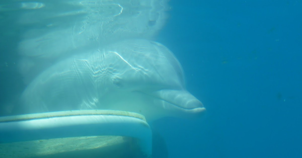 Clearwater Marine Aquarium Home of Winter and Much More Adventures