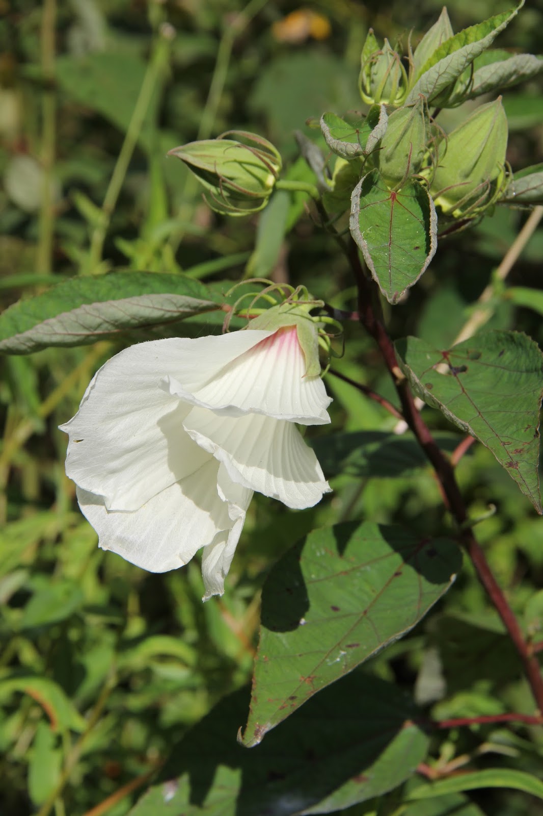 Hoot Owl Karma Marshmallow IS the New Hibiscus