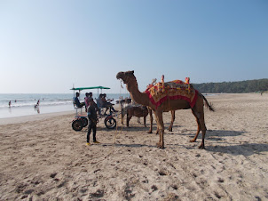 Camel and horse rides on Kashid beach.