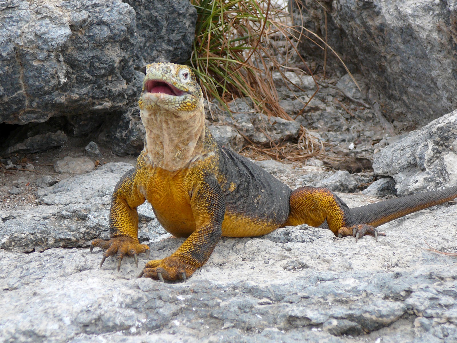 So, Galapagos is an explorers dream, great for birds and wildlife in