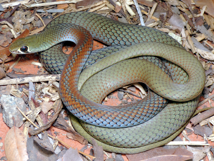 Reptiles and amphibians of South East Queensland