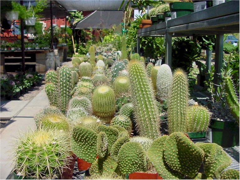Plants Cactus