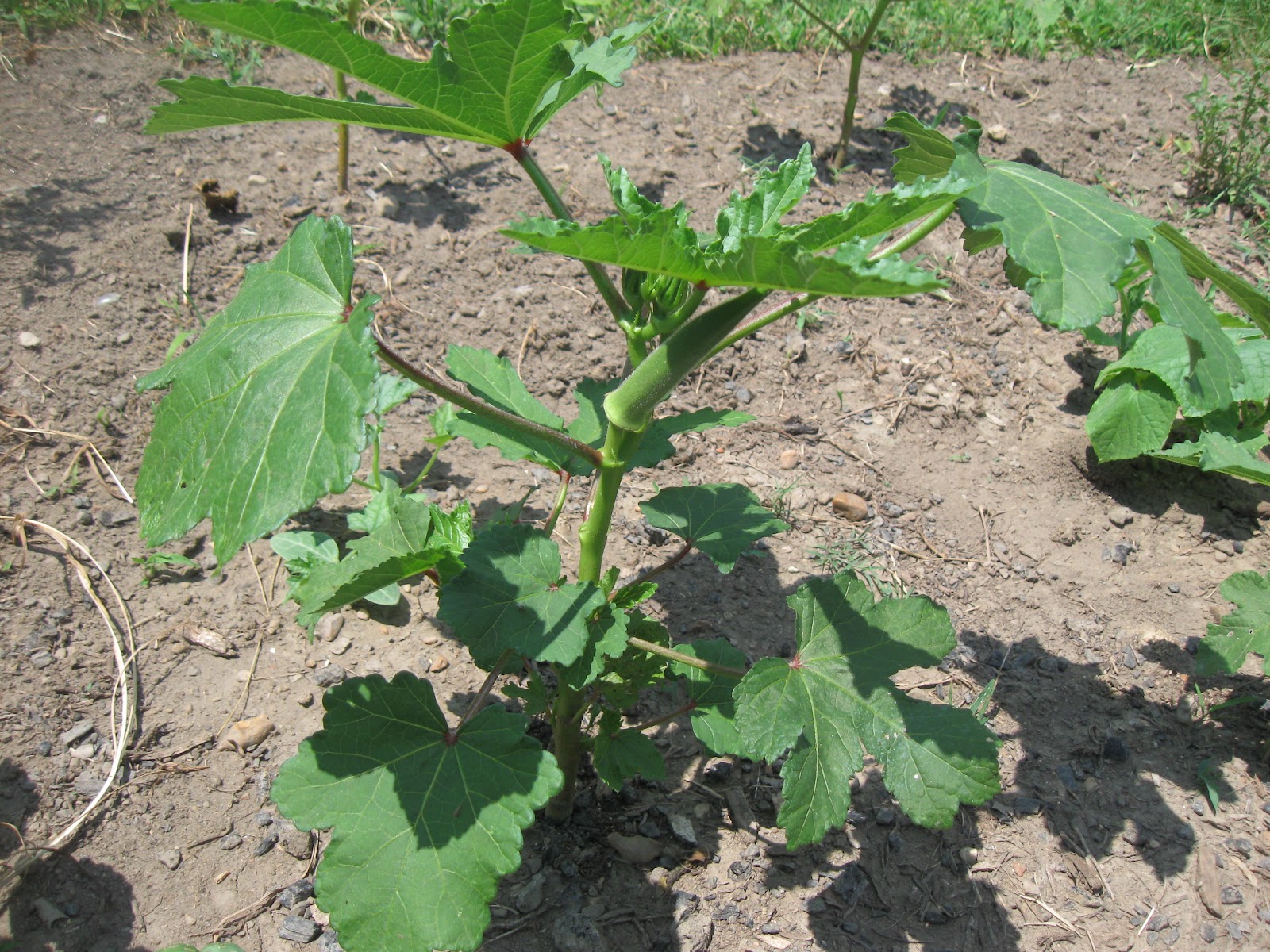 Kentucky Fried Garden Stewart�s Zeebest and Philippine