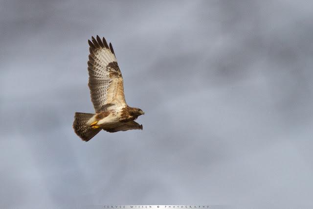 Vliegende Buizerd - Flying Buzzard - Buteo buteo