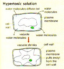 Plant Cell Flaccid
