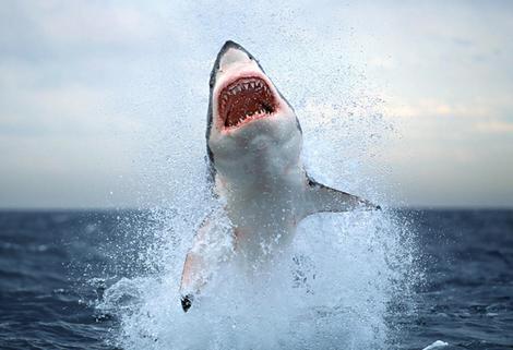 Animals & Pets: Great White Shark Diet