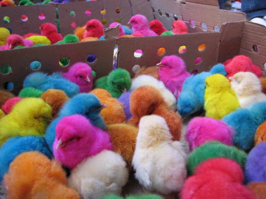 > COLORFUL CHICKS