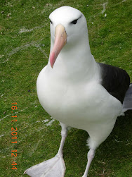 Albatross at last !