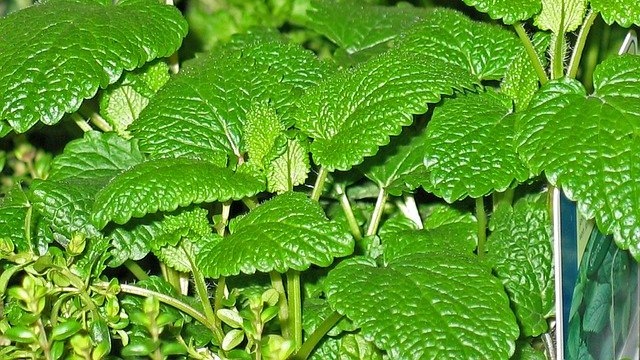 manfaat-daun-mint-dan-cara-mengolahnya daun-mint