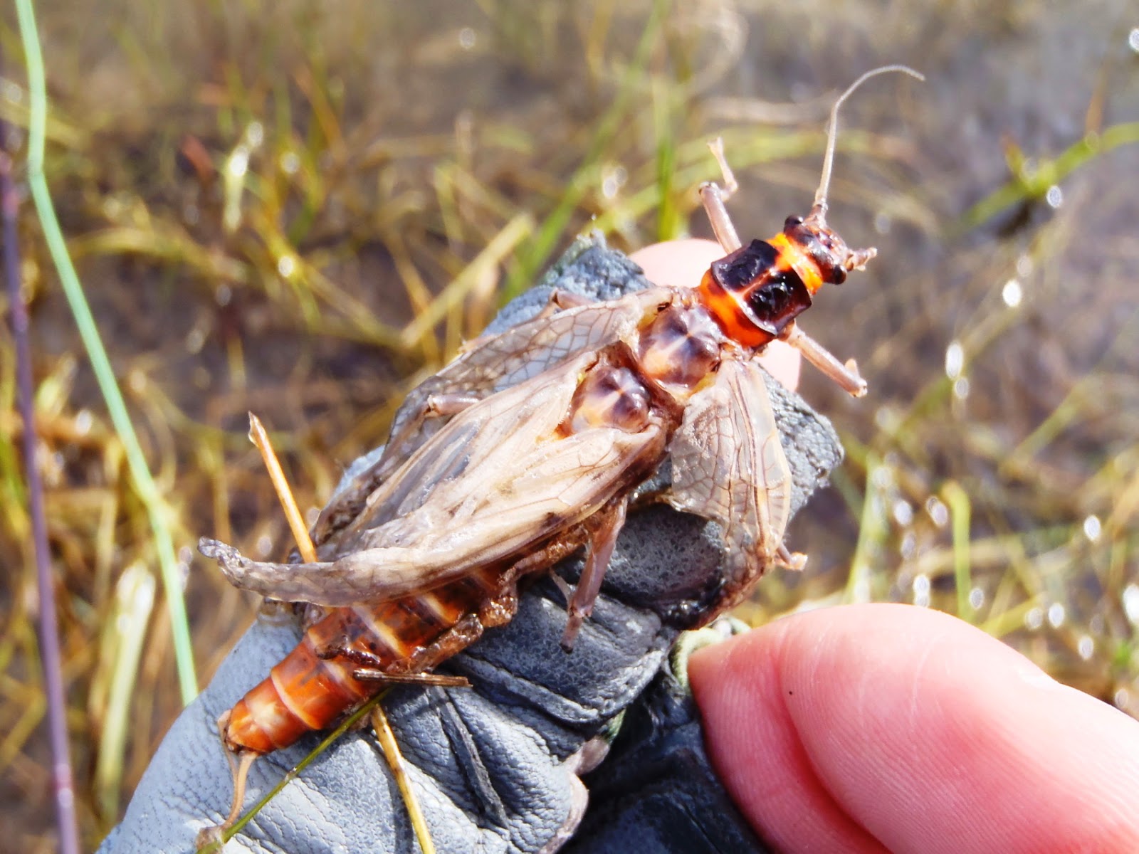 Mountains, Rivers, & Trout Salmonfly Hatch on The Madison