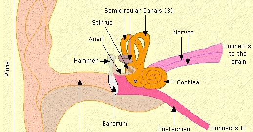 Ear Anatomy Diagram With Definition and Function | Safe Health Tips