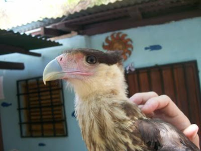 Crested Caracara