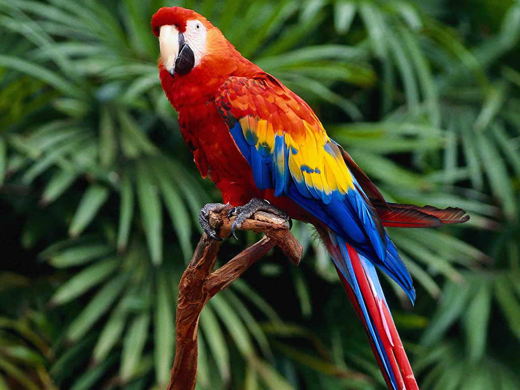 Download this Parrot Facts picture