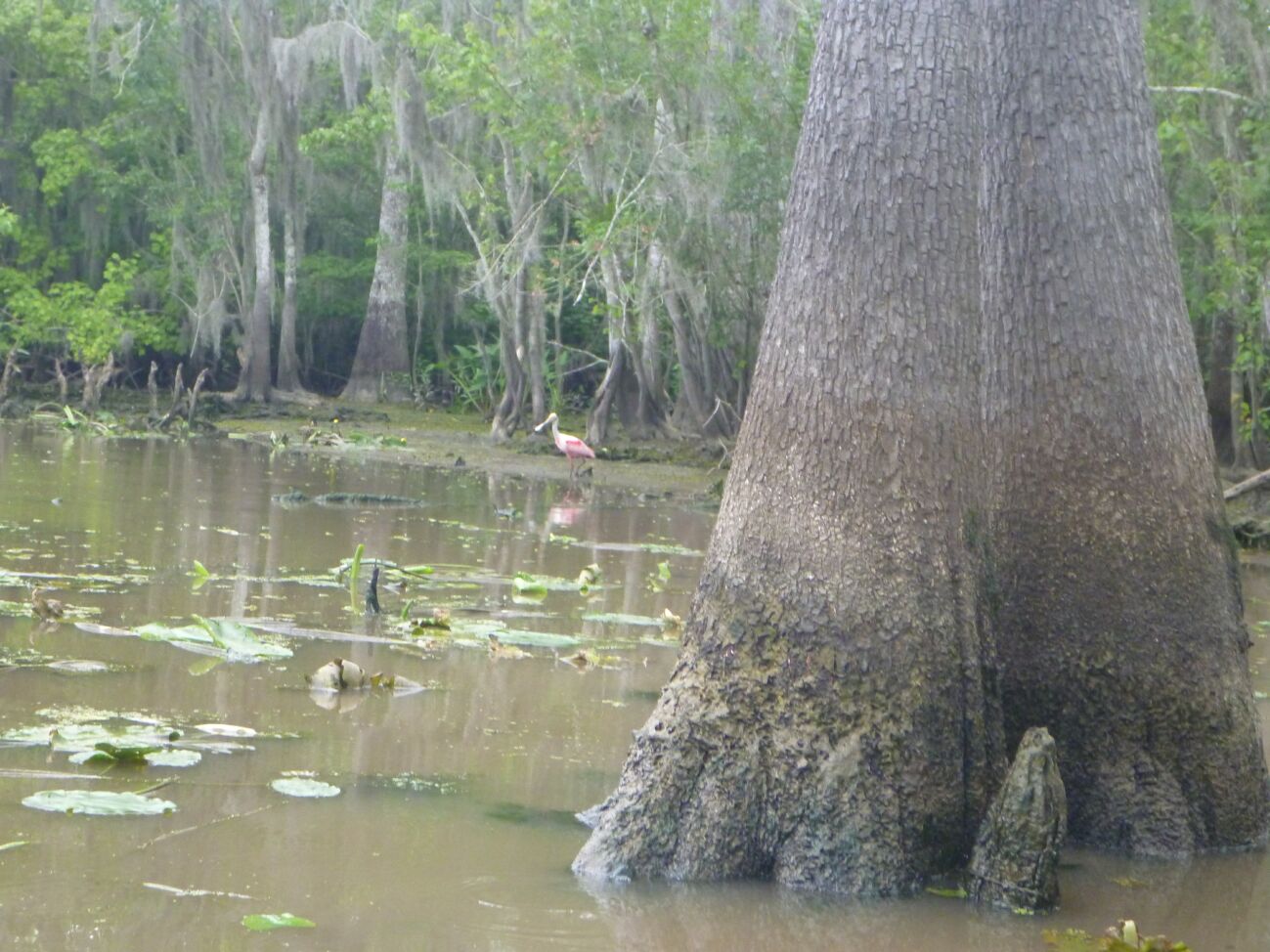 Southeastern Louisiana Paddling Paddling Blind RiverTwo Options