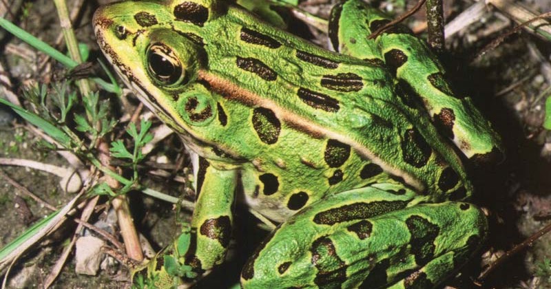 TAMAN SAINS: Haiwan Amfibia