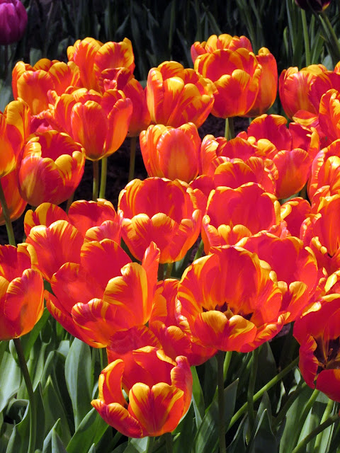 Orange tulips with yellow edges