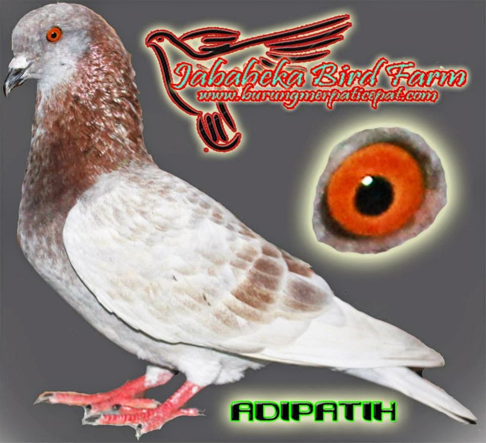 Cara Mengatasi Lidi Bulu Bengkok atau Kelipet diteruskan